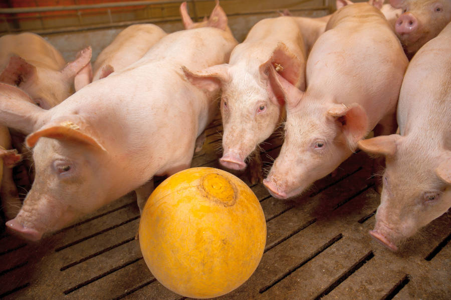 Sommerzeit ist Reisezeit. Angesichts der Ausbreitung der Afrikanischen Schweinepest in Hessen sorgen sich die heimischen Schweinehalter um ihre Tiere und rufen zu erhöhter Wachsamkeit auf. Foto: wlv