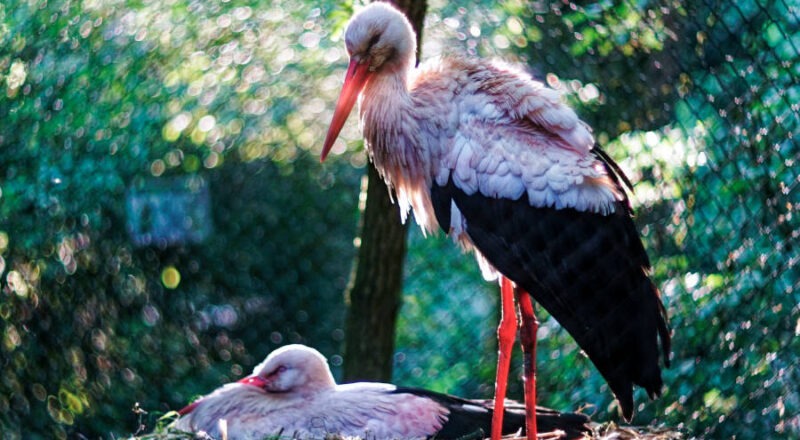 Jungstörche im Heimat-Tierpark Olderdissen. Foto: Steve McAlpine