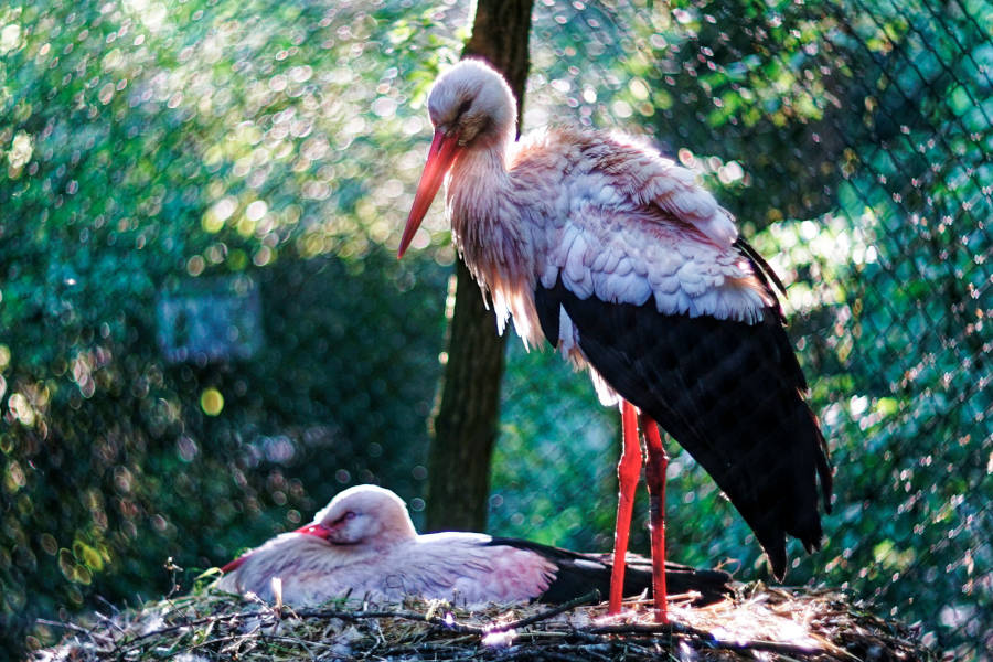 Jungstörche im Heimat-Tierpark Olderdissen. Foto: Steve McAlpine