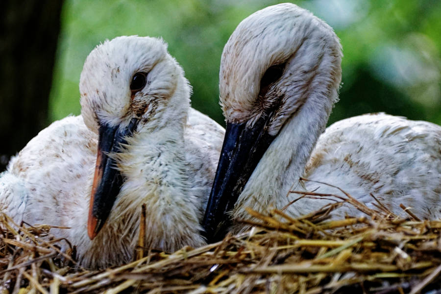 Den Jungstörchen kann man im Heimat-Tierpark Olderdissen beim Wachsen zusehen. Foto: Steve McAlpine
