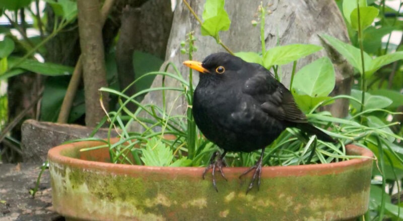 Ein Amselmännchen, zu erkennen am schwarzen Gefieder und dem gelben Schnabel. Foto: NABU Leopoldshöhe/Martin Düsterberg