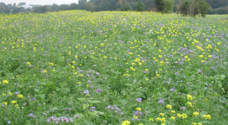 Eine blühende Zwischenfrucht mit Phazelia und Buchweizen ist hier zu sehen Foto: Stiftung Westfälische Kulturlandschaft.