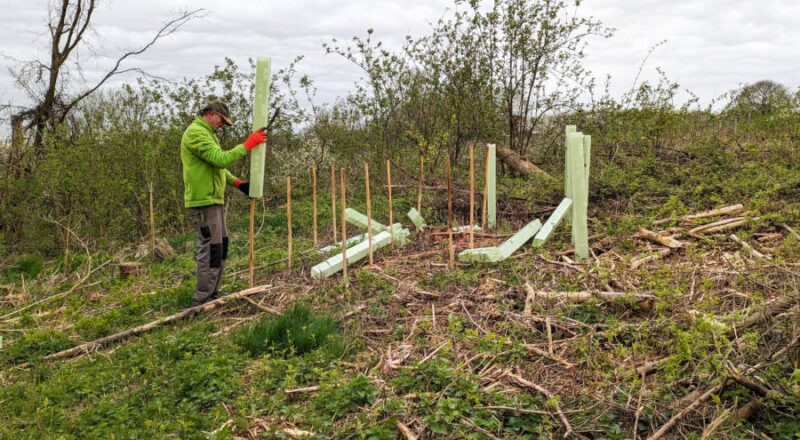 Pflanzung von jungen Bäumen auf einem Areal des Landesverbandes Lippe im April 2024. Foto: LVL