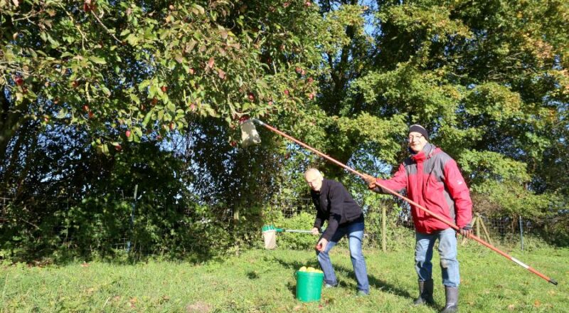 Detlef Tamm und Ernst Overhoff pflücken auf der Wiese des Heimathofes Äpfel. Foto: Thomas Dohna