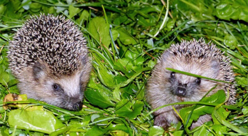 Jungigel im Gras. Foto: Armin Dreisbach Neturgucker