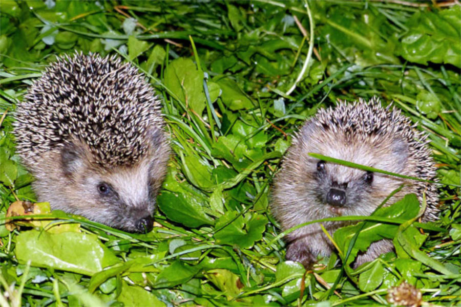 Jungigel im Gras. Foto: Armin Dreisbach Neturgucker