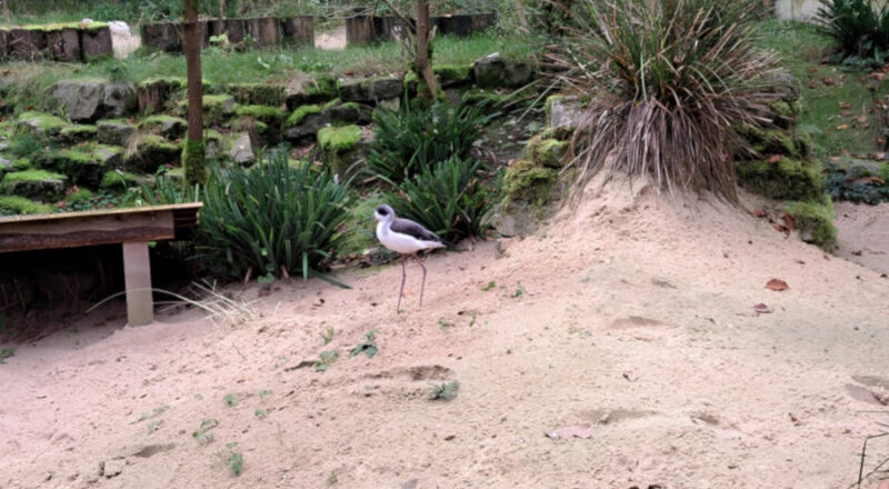 Vier Stelzenläufer sind in die Strandvoliere im Tierpark Olderdissen eingezogen. Foto: Stadt Bielefeld/Umweltbetrieb.