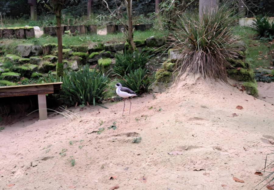 Vier Stelzenläufer sind in die Strandvoliere im Tierpark Olderdissen eingezogen. Foto: Stadt Bielefeld/Umweltbetrieb.