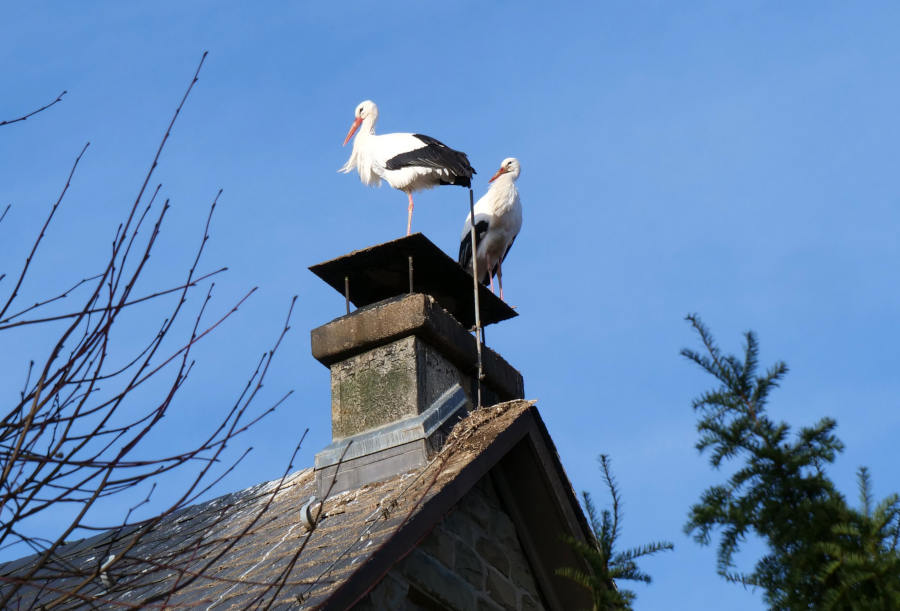 Ein Storchenpaar auf dem Kirchturm in Lieme hat sich offenbar zum Überwintern bei uns entschlossen. Foto: NABU Leopoldshöhe/Martin Düsterberg