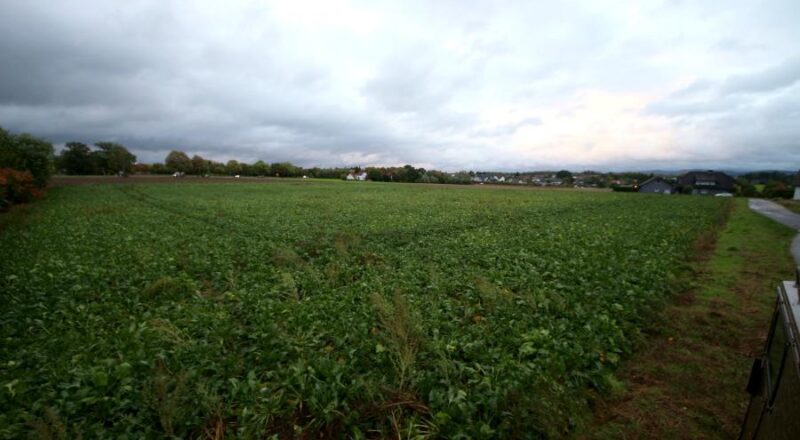 Hier, in der Brunsheide zwischen Schuckenbaum, der Herforder und der Felix-Fechenbach-Straße, soll ein sozial und ökologisch fortschrittliches Wohngebiet entstehen. Dabei, so regt es der Hochbau- und Planungsausschuss an, soll sich die Verwaltung von externen Fachleuten beraten lassen. Foto: Thomas Dohna (2019)