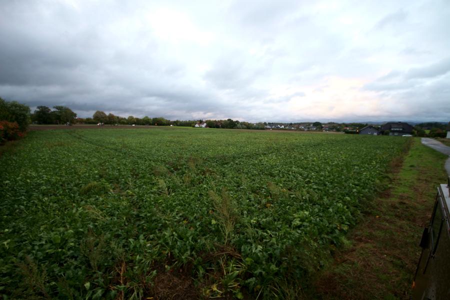Hier, in der Brunsheide zwischen Schuckenbaum, der Herforder und der Felix-Fechenbach-Straße, soll ein sozial und ökologisch fortschrittliches Wohngebiet entstehen. Dabei, so regt es der Hochbau- und Planungsausschuss an, soll sich die Verwaltung von externen Fachleuten beraten lassen. Foto: Thomas Dohna (2019)