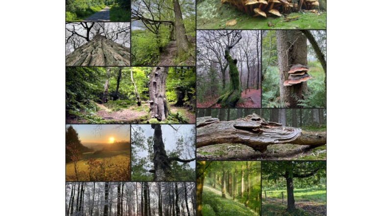 Impressionen der Ausstellung „Waldgeheimnisse – eine Reise in das Herz des Landesverbandes Lippe“ bzw. vom Aufbau der Ausstellung. (Fotos: LVL/Henkel)