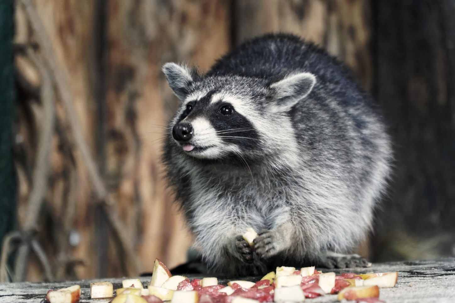 Die Stadt Bielefeld gibt Tipps im Umgang mit Waschbären. Tierfutter sollte beispielsweise nicht offen herumliegen. Foto: Steve McAlpine