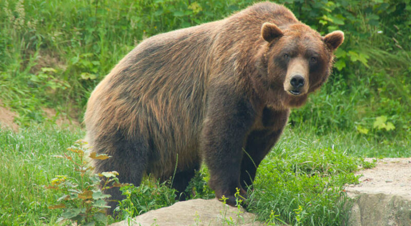 Braunbär Max lebt nicht mehr. Foto: Stadt Bielefeld