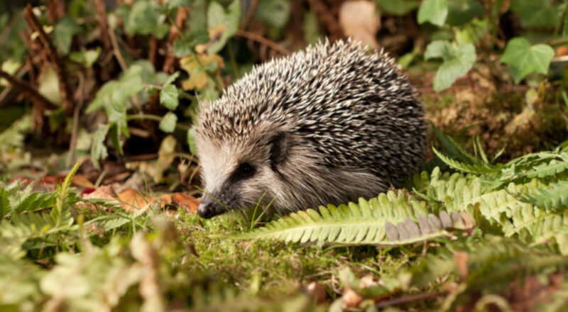 Die Igel stehen im Mittelpunkt einer Ausstellung, die ab Freitag, 14. Februar, in der Wissenswerkstatt in Bielefeld zu bewundern ist. Foto: Pro Igel