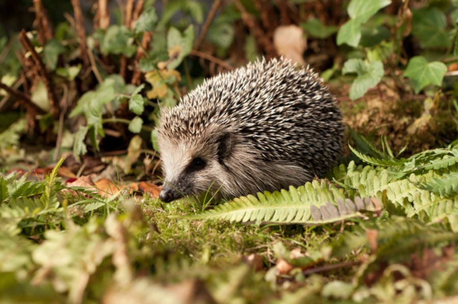 Die Igel stehen im Mittelpunkt einer Ausstellung, die ab Freitag, 14. Februar, in der Wissenswerkstatt in Bielefeld zu bewundern ist. Foto: Pro Igel