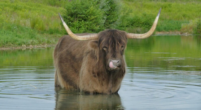 Am 17. Mai und 13. September können Interessierte die Wasserbüffel und schottischen Hochlandrinder in der ehemaligen Abgrabung Schieregge in Lage-Müssen besuchen. Foto: Kreis Lippe