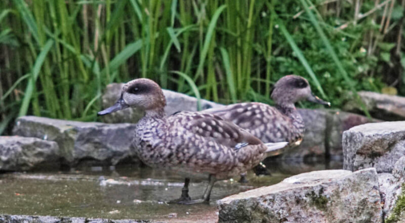 Diese beiden Marmelenten haben jüngst im Tierpark Olderdissen Quartier bezogen. Foto: Steve McAlpine