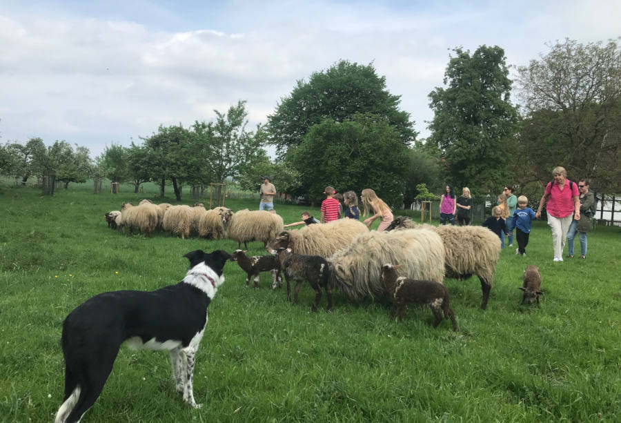 Der Hütehund passt auf, dass die Schafherde beisammen bleibt. Foto: Heimatverein