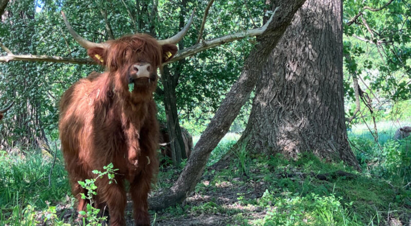 Ein Hochlandrind lässt es sich im Glimketal schmecken. Foto: Kreis Lippe