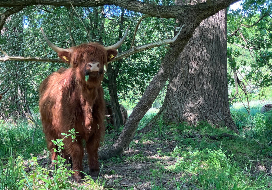 Ein Hochlandrind lässt es sich im Glimketal schmecken. Foto: Kreis Lippe
