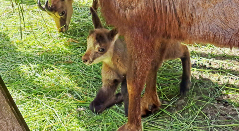 Nachwuchs im Tierpark Olderdissen: das erste Jungtier bei den Alpengämsen (Rupicapra rupicapra) kam Ende Mai auf die Welt. Foto: UWB