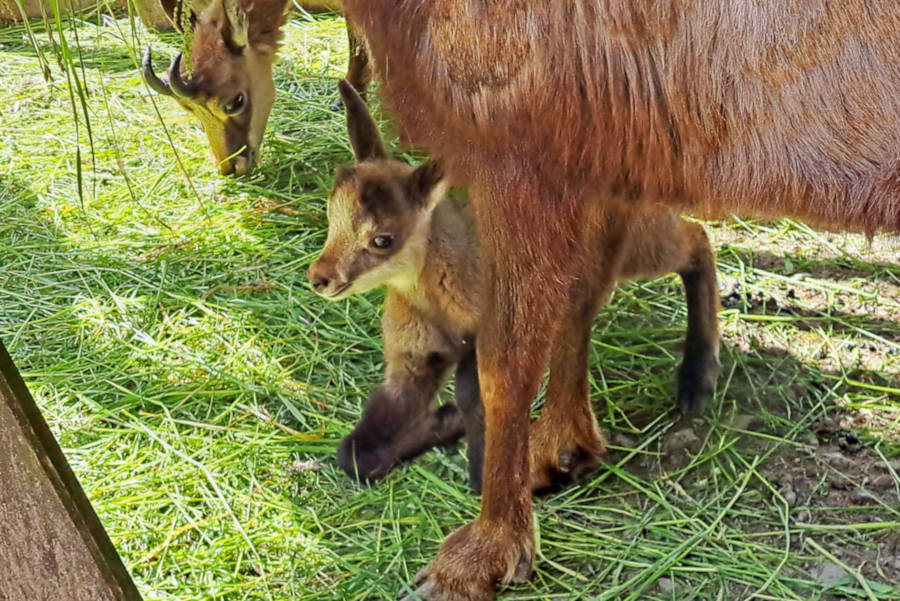 Nachwuchs im Tierpark Olderdissen: das erste Jungtier bei den Alpengämsen (Rupicapra rupicapra) kam Ende Mai auf die Welt. Foto: UWB