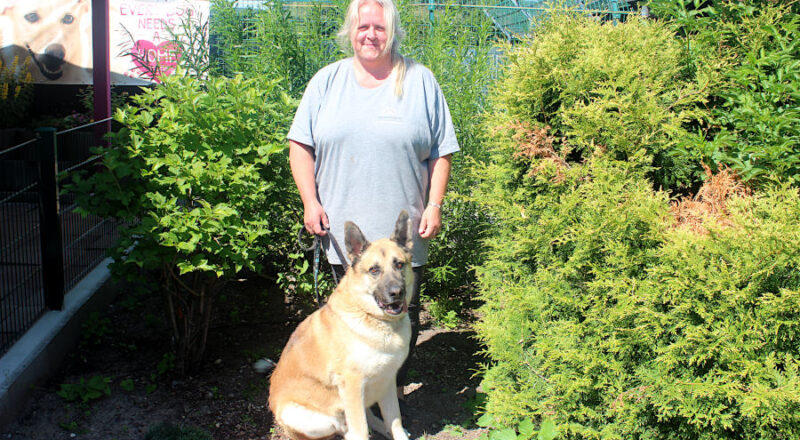 „Every dog needs a home“ gilt auch für Buddy, den zirka fünfjährigen Schäferhund-Mix mit vielfältigem eurasischen Gen-Pool, für den Melanie Vogt hundeerfahrene Menschen sucht. Fotos: Christine Reuner