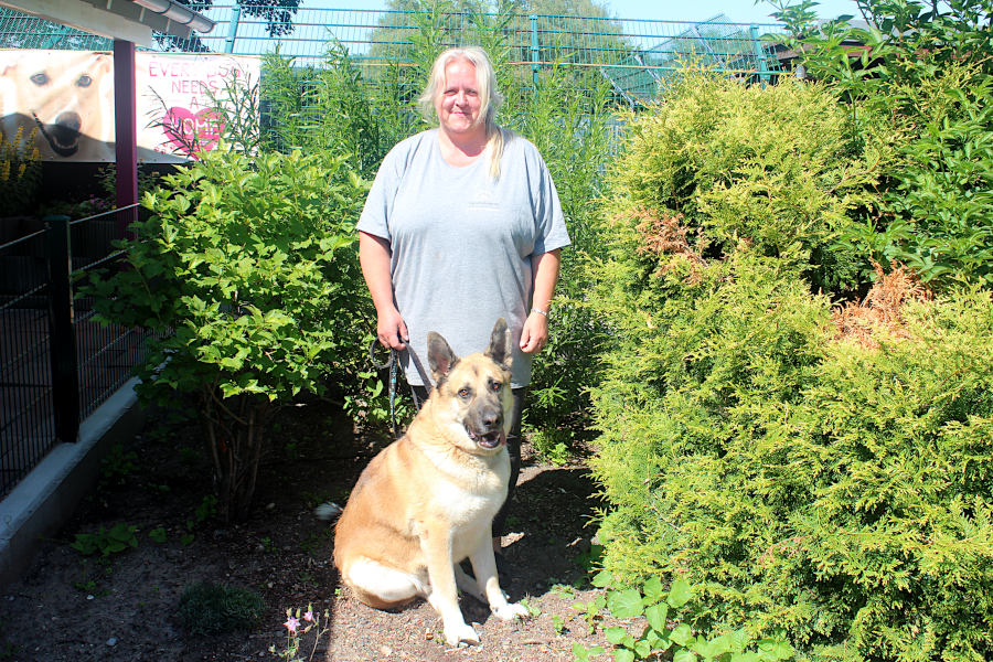 „Every dog needs a home“ gilt auch für Buddy, den zirka fünfjährigen Schäferhund-Mix mit vielfältigem eurasischen Gen-Pool, für den Melanie Vogt hundeerfahrene Menschen sucht. Fotos: Christine Reuner