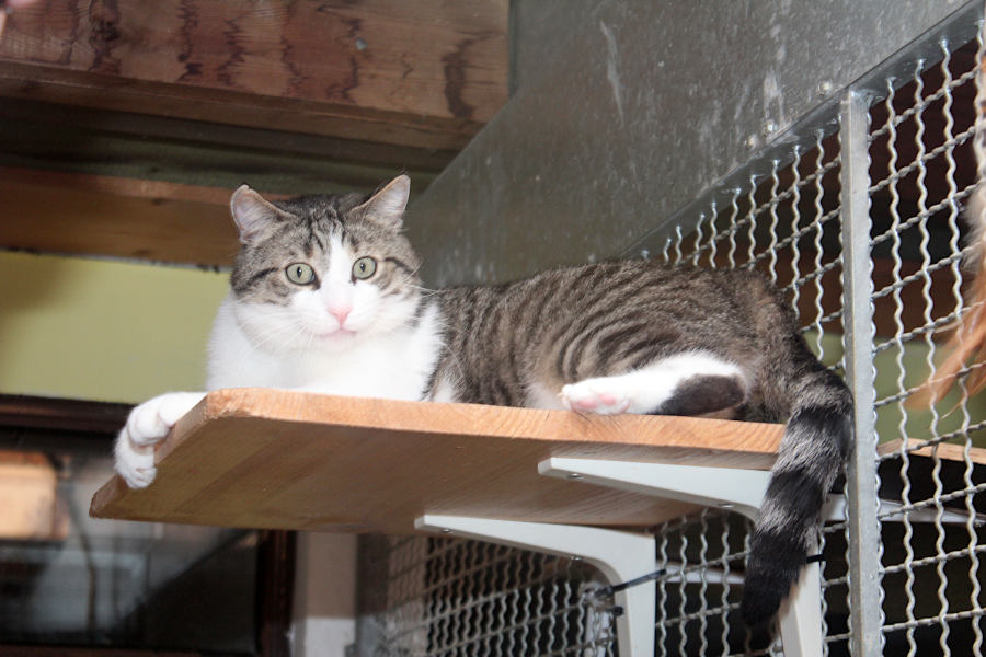 Charlie, auf fünf Jahre geschätzter Fundkater mit sensibler Seele möchte endlich ankommen. Für ihn sucht Sabrina Fiebig ein Zuhause, gern mit einem Kumpel.