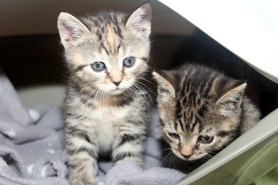 Viel Freude werden die getigerten Katzenwaisenkinder Effi und Alva ihren neuen Besitzern bereiten