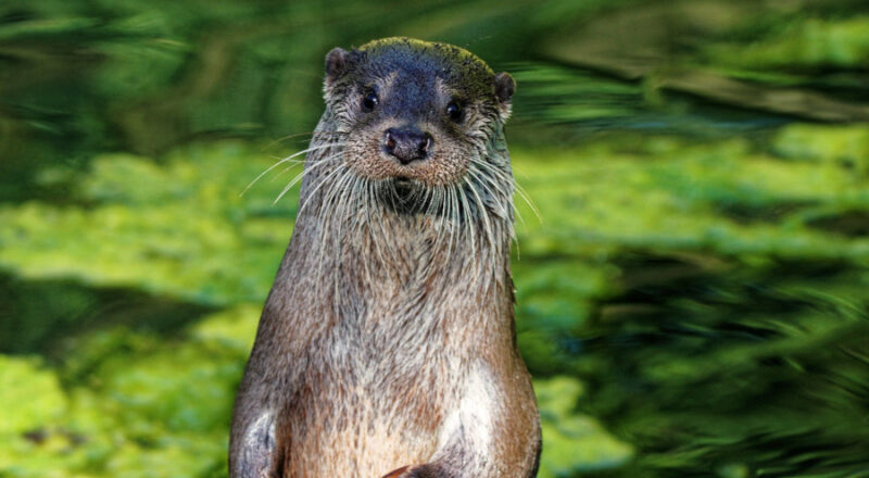 Otter Chris lebt seit 2019 im Tierpark Olderdissen. Foto: Steve McAlpine