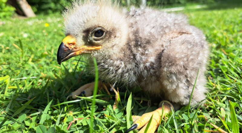 Das Foto zeigt den 16 Tage alten Schwarzen Milan als Jungvogel. Foto: Umweltbetrieb/Stadt Bielefeld