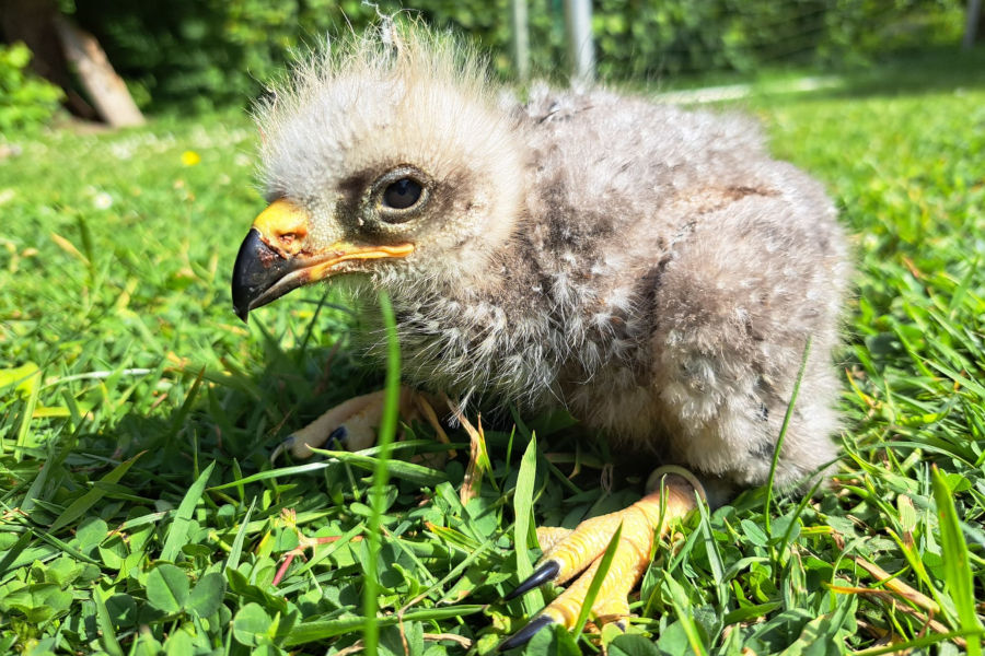 Das Foto zeigt den 16 Tage alten Schwarzen Milan als Jungvogel. Foto: Umweltbetrieb/Stadt Bielefeld