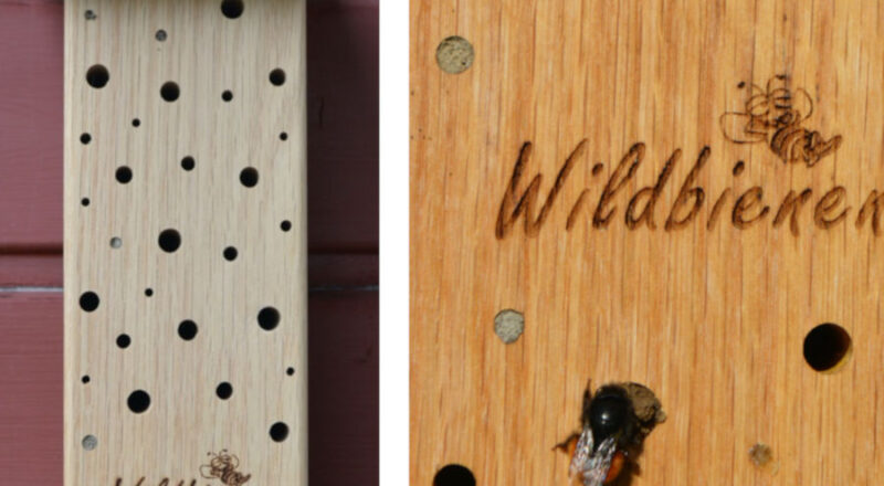 Wildbienenquartier mit einer ganzen Reihe genutzten Nisthöhlen. Foto: BUND Lemgo