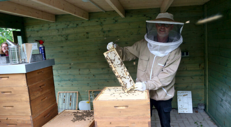 Die Faulbrut greift die Bienen an