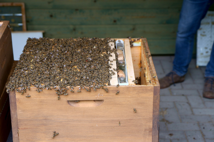 Die Bienen im Stock sind aufgeregt. Foto: Thomas Dohna