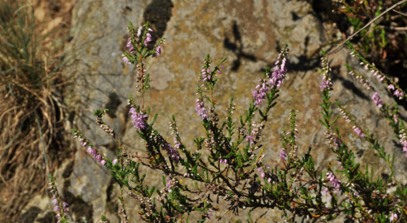 Calluna Vulgaris, eine prägende Pflanzenart der Heidenlandschaft. Foto: Biologische Station Lippe