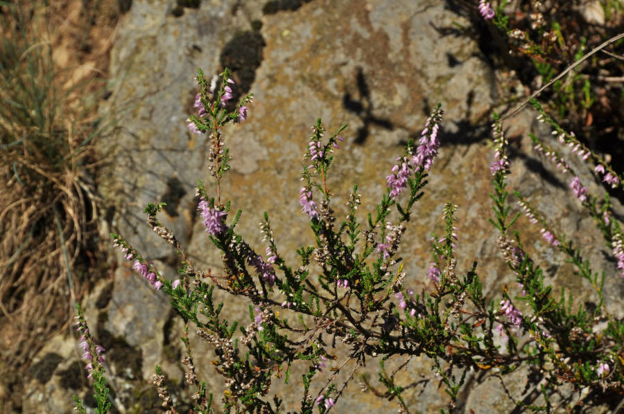 Calluna Vulgaris, eine prägende Pflanzenart der Heidenlandschaft. Foto: Biologische Station Lippe