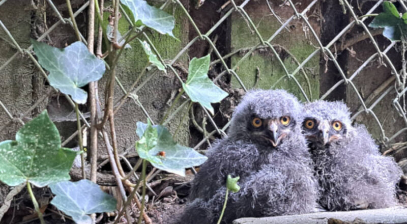 Gleich sechs dieser flauschigen Jungtiere sind im Eulengehege im Tierpark Olderdissen zu bestaunen. Foto: Umweltbetrieb/Stadt Bielefeld