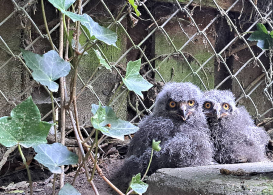 Gleich sechs dieser flauschigen Jungtiere sind im Eulengehege im Tierpark Olderdissen zu bestaunen. Foto: Umweltbetrieb/Stadt Bielefeld