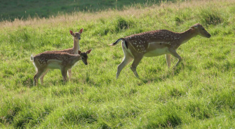 Damwild-Nachwuchs im Tierpark Olderdissen. Foto: Umweltbetrieb/Stadt Bielefeld