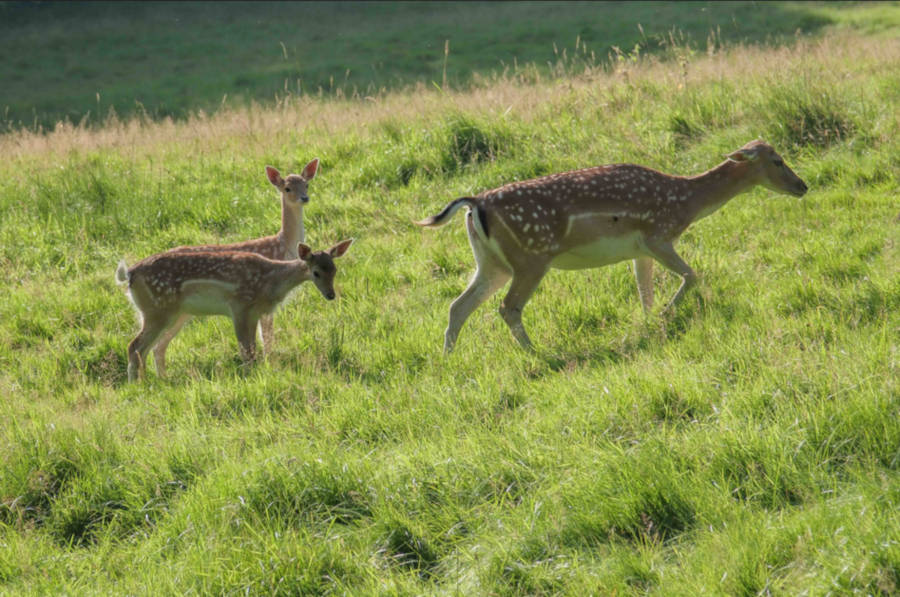Damwild-Nachwuchs im Tierpark Olderdissen. Foto: Umweltbetrieb/Stadt Bielefeld