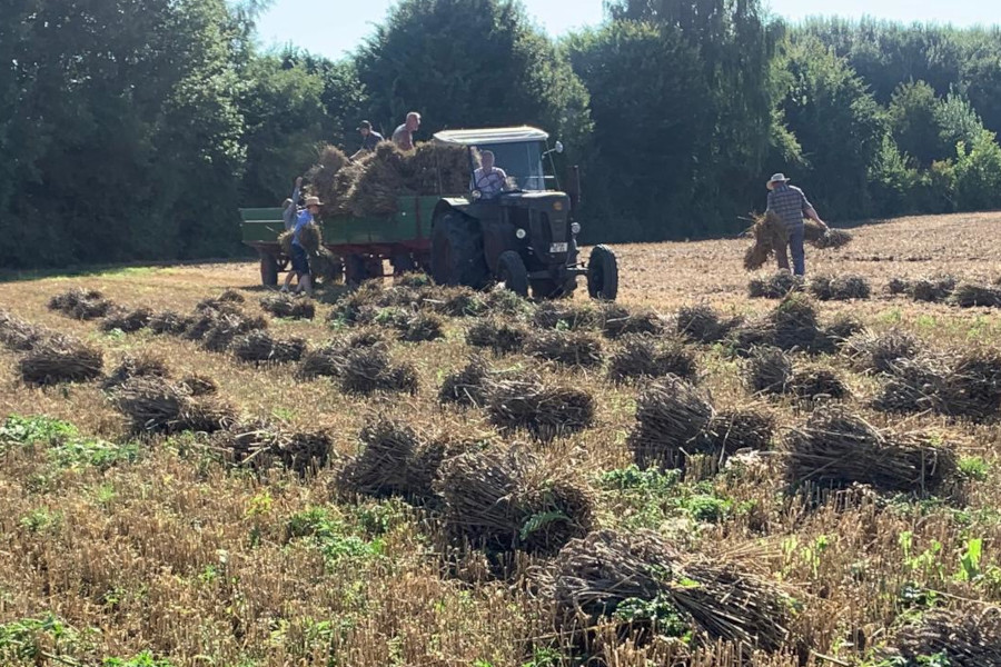 Auf die Anhänger des Lanz-Traktors werden die Garben aufgeladen. Foto: Treckerfreunde