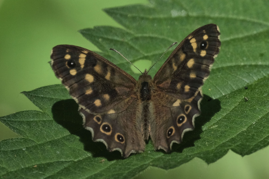 Waldbrettspiel heißt dieser Schmetterling, der im Schmeltebruch zu finden ist. Foto: NABU Leopoldshöhe/ Petra Gehle