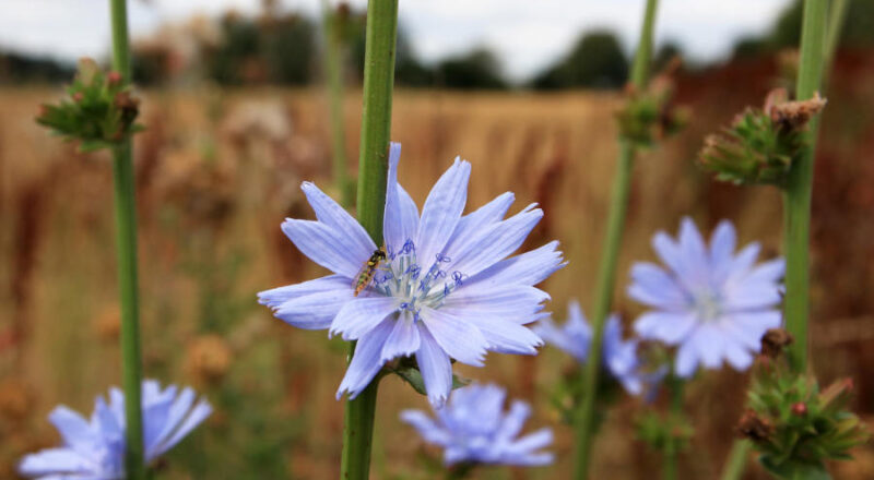 Die Wegwarte blüht von Juni bis September. Fotos: NABU Leopoldshöhe/Ewald Thies/Martin Düsterberg