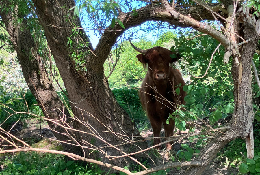 Ein Hochlandrind im Glimketal. Seit dem Frühjahr beweidet eine 12-köpfige Herde aus schottischen Hochlandrindern die Flächen von Lippe und Herford auf beiden Seiten des Gewässers. Foto: Kreis Lippe