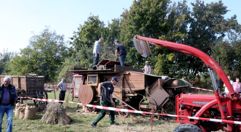 Viele Hände sind nötig, um die historische Dreschmaschine bei ihrer Arbeit zu unterstützen. Foto: Thomas Dohna