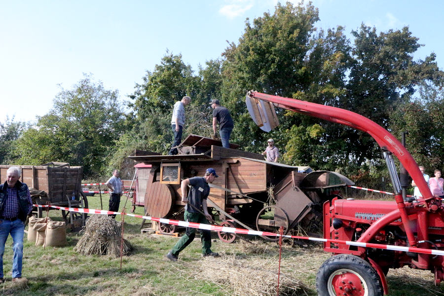 Viele Hände sind nötig, um die historische Dreschmaschine bei ihrer Arbeit zu unterstützen. Foto: Thomas Dohna