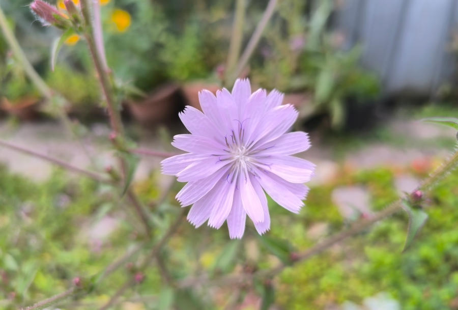 Die Blüten der Wegwarte leuchten bläulich bis rosa.